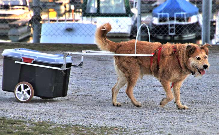 Dog Pulling Trailer
