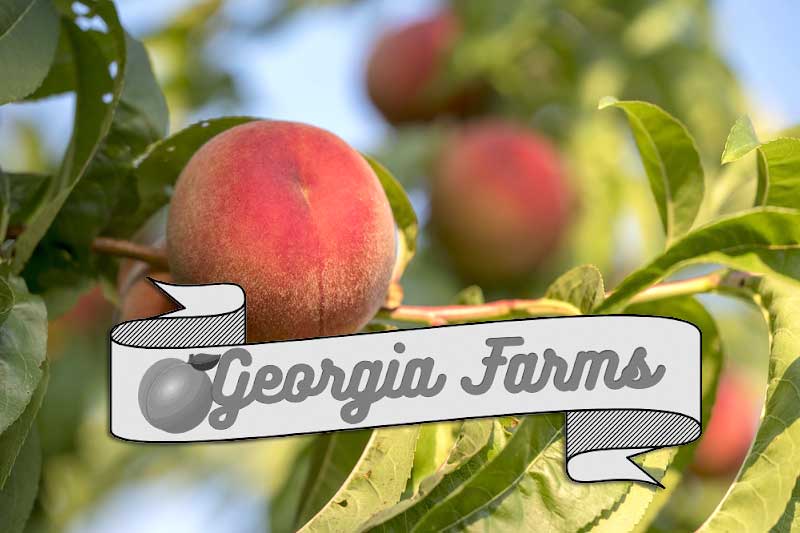 Georgia Farming by the Numbers