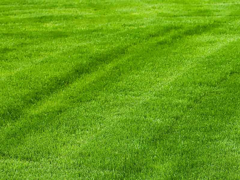 Uneven cut grass example